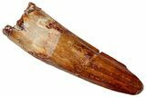 Fossil Spinosaurus Tooth - Real Dinosaur Tooth #327859-1